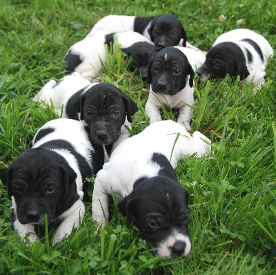 De la fastelande - les chiots (18 jours)