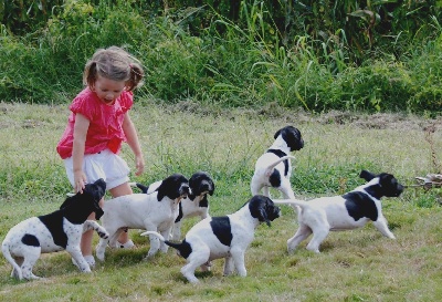 De la fastelande - Les chiots en famille