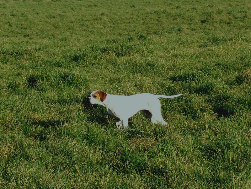 Diva De la fastelande