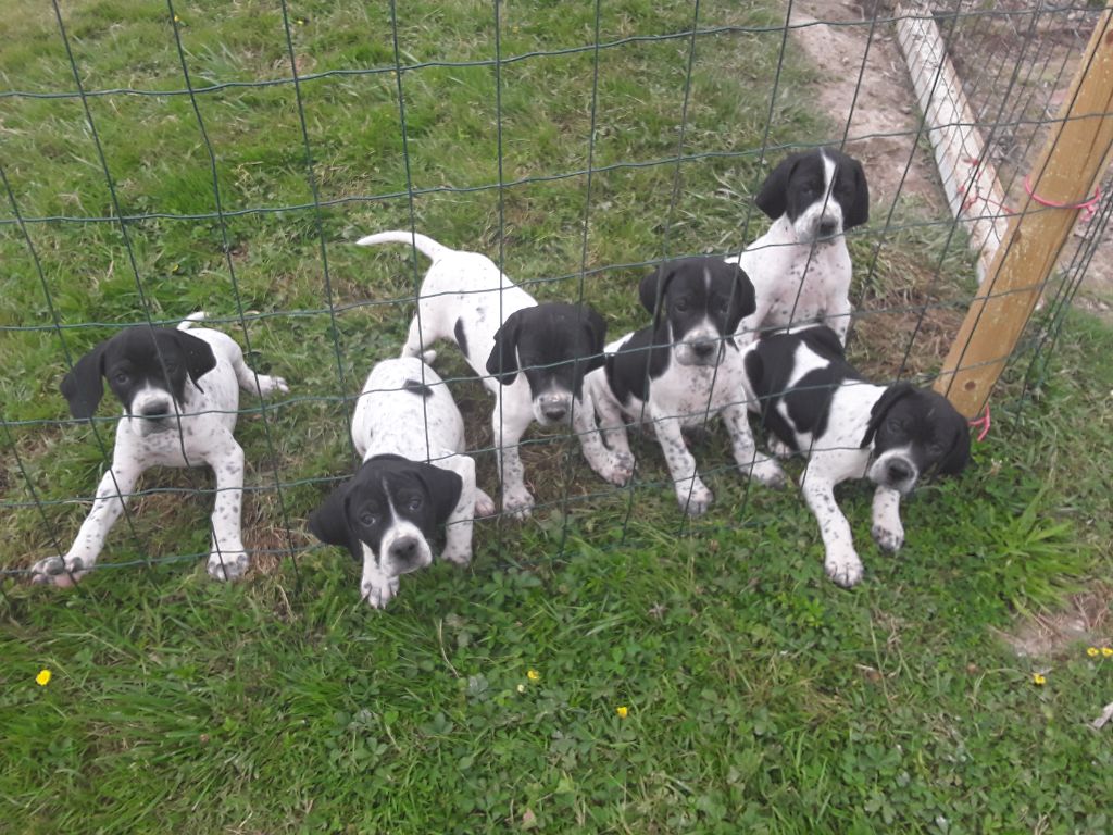 De la fastelande - Chiots Pointers 