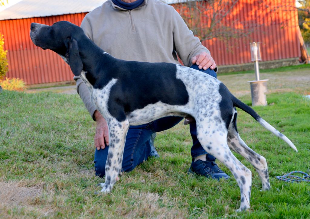 De la fastelande - Pointer mâle LOF à céder 