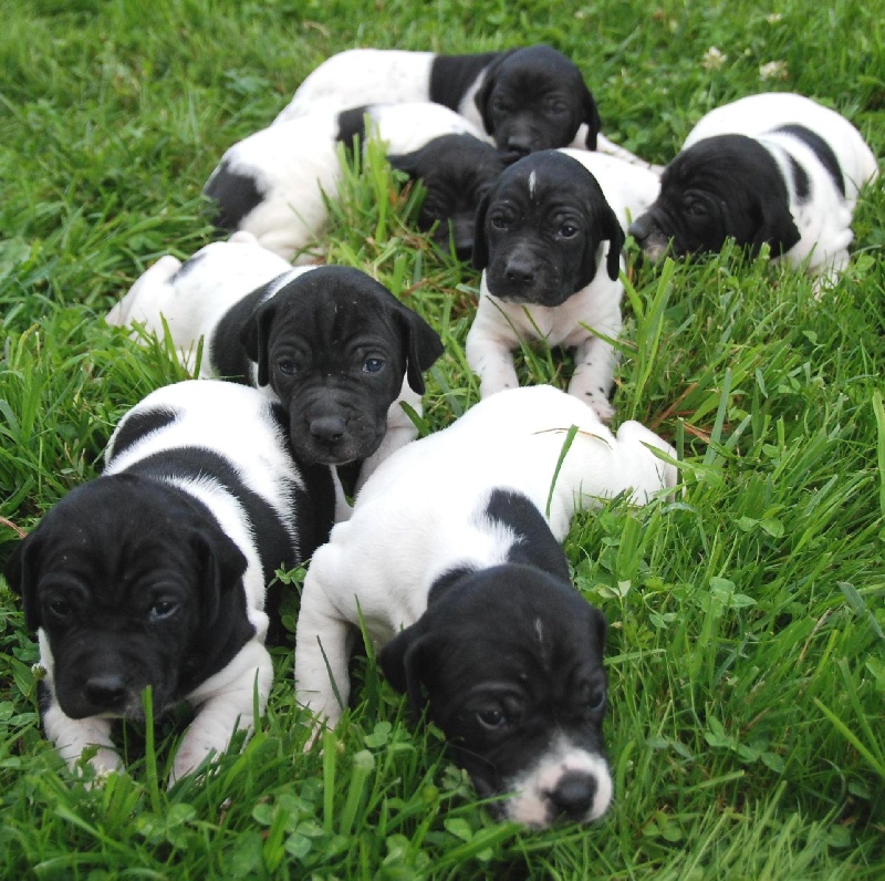 chiots 